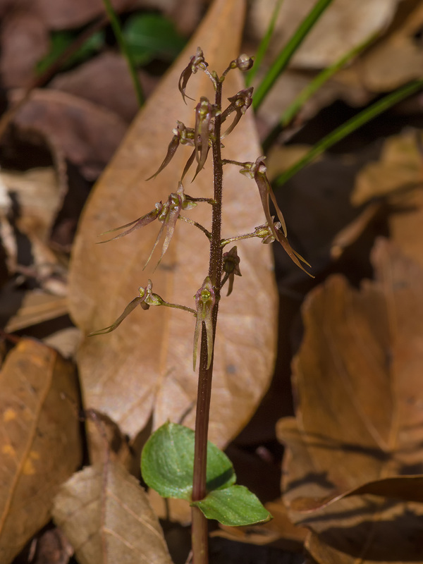 Neottia bifolia (formerly Listera australis ) (Southern Twayblade orchid)