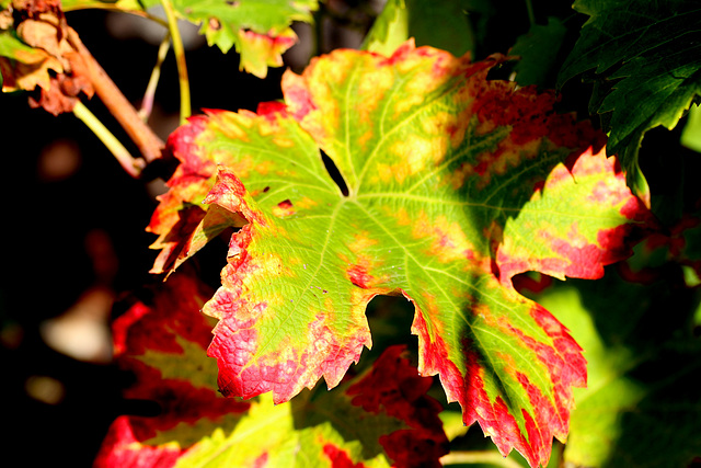 feuille de vigne