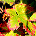 feuille de vigne