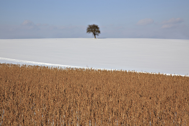 Colors of Winter - guess ...