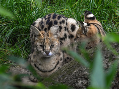 20170928 3097CPw [D~OS] Serval, Zoo Osnabrück