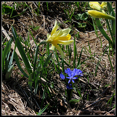 Jonquille et scille  à 2 feuilles