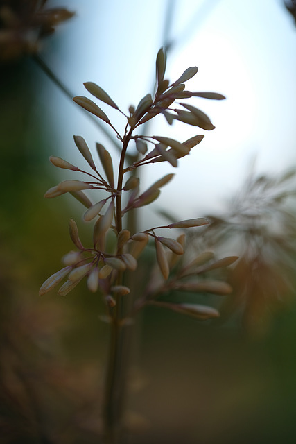 DSCF6132