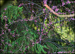 Branch - Red bud tree ~ Cercis canadensis