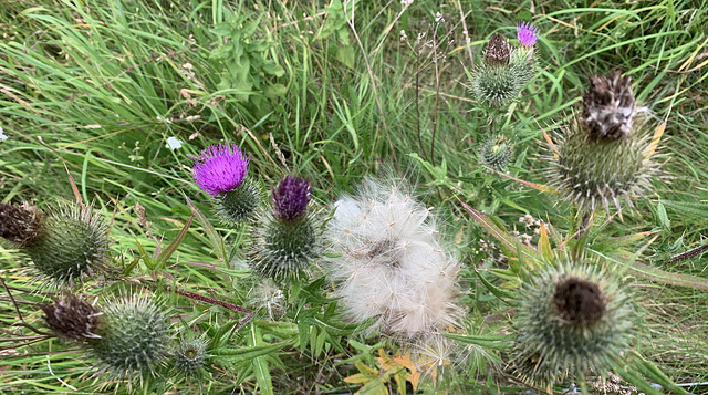 They're a prickly bunch!