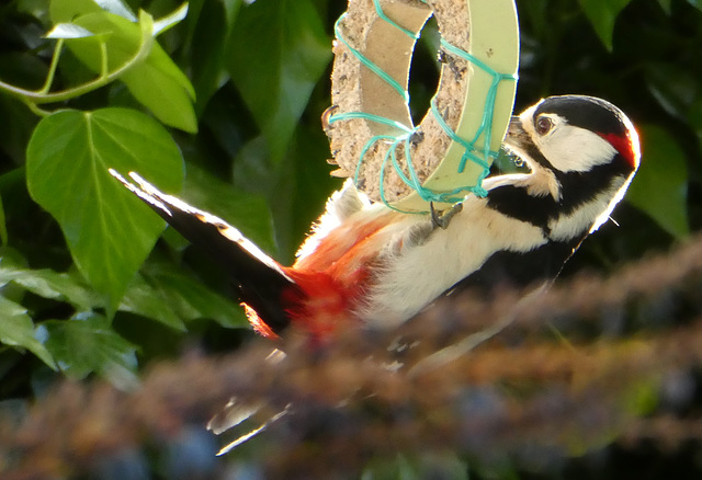 Buntspecht am Futterring