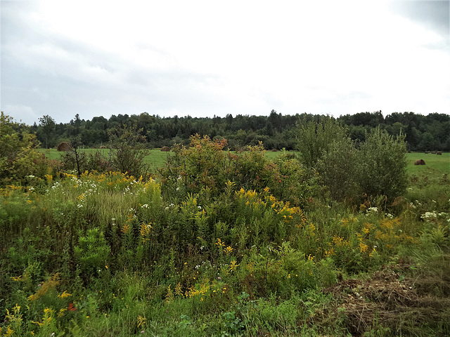 Nature à l'eau claire