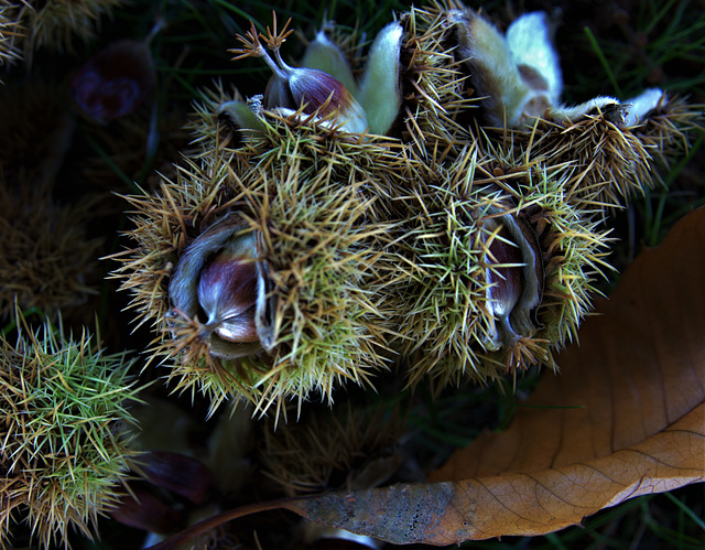 Sweet Chestnut