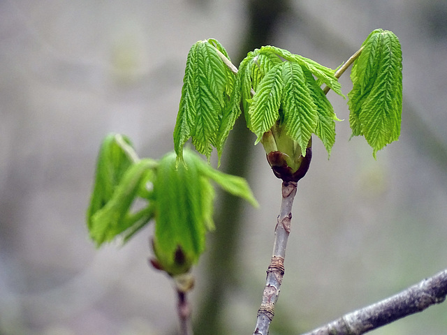 Horse chestnut leaves