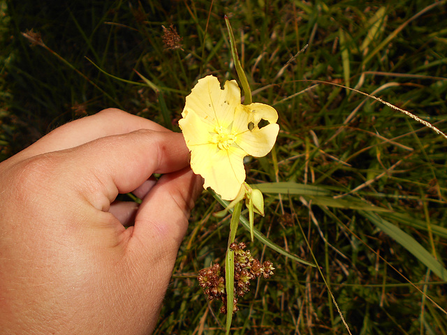 DSCN7100 - Ludwigia longifolia, Onagraceae