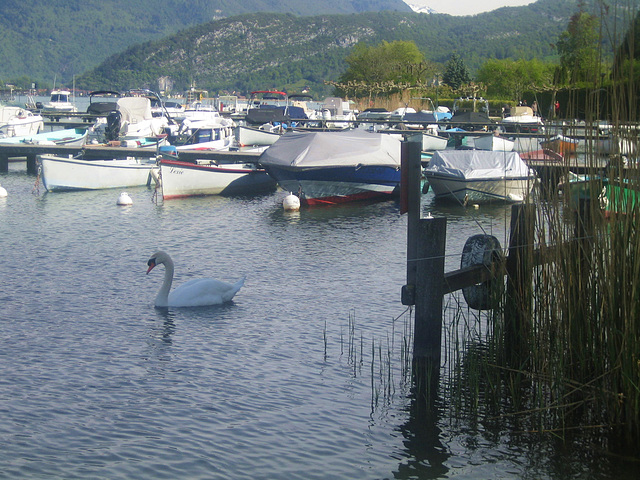 Un des habitants du lac