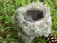 Master Builder: wren's nest blown out of the hedge by yesterday's strong winds, fortunately after the family had all fledged. Moss, lichens and lined with human hair - that's what comes of trimming your hair in the garden!