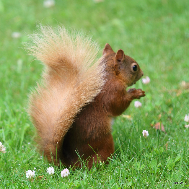 It looks like Miss Blondie has been back to the tail stylist recently...