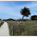 auprès de mon arbre