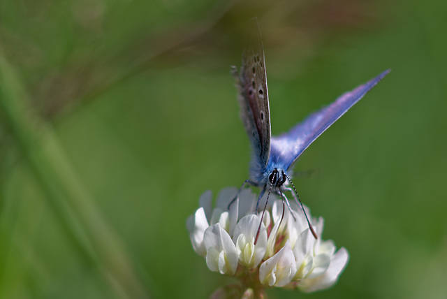 18.05.21 Schmetterlinge 4718