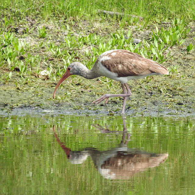 Day 2, White Ibis juvenile, Connie Hagar