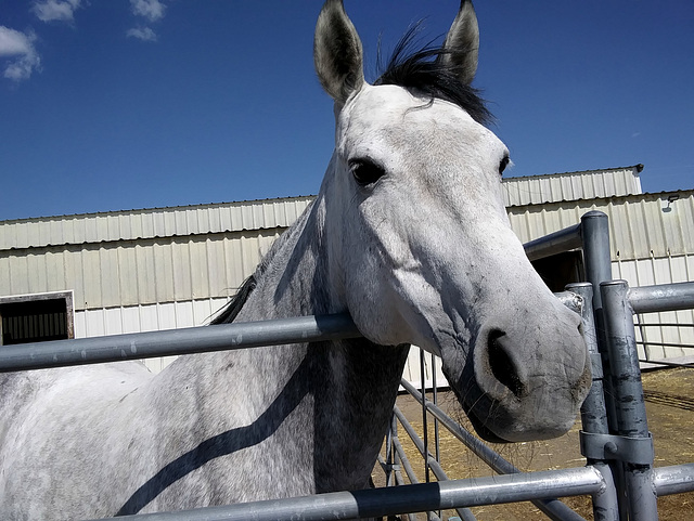 Pretty dapple mare