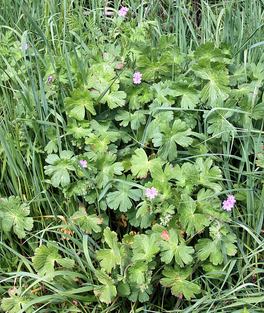 33 - Géranium des Pyrénées