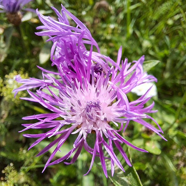 Wiesen-Flockenblume (Centaurea jacea)