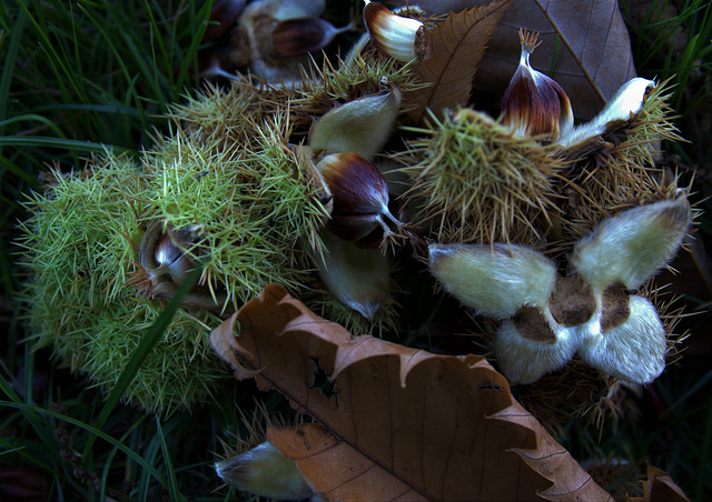 Sweet Chestnut