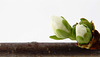 #1223 for ipernity homepage