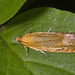 5T2A4154 Moth-1