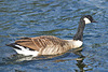 Canada Goose 1