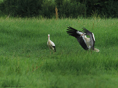 CIGOGNE BLANCHE