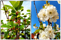 Kirschblüten und Früchte... ©UdoSm