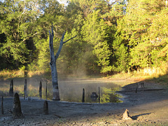 Fog on the pond 1