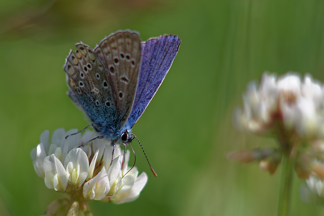 18.05.21 Schmetterlinge 4719