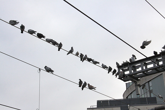 Birds on a wire