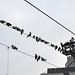 Birds on a wire