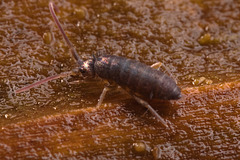 IMG 2697 Springtailv2