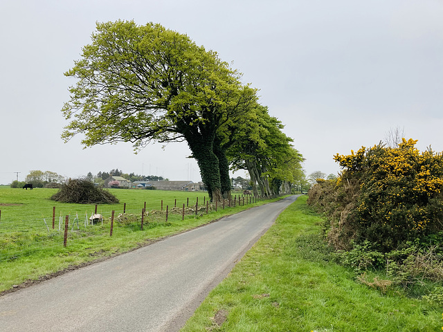 Solway trees