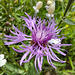 Wiesen-Flockenblume (Centaurea jacea)