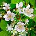 Bramble/Blackberry blossom.