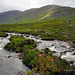 Roses in the Stream