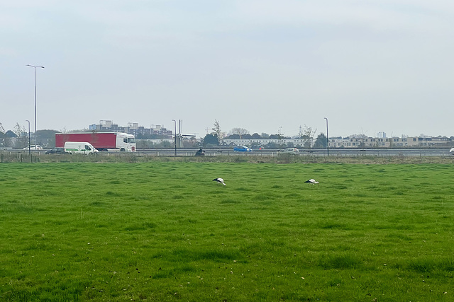 Storks foraging near the motorway