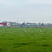 Storks foraging near the motorway