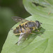 5T2A4161 Batman Hoverfly