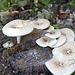 champignons sur une souche ????