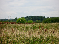 A distant Heron gives an idea of the bank of the river Trent