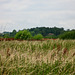 A distant Heron gives an idea of the bank of the river Trent