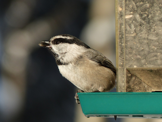 Mountain Chickadee