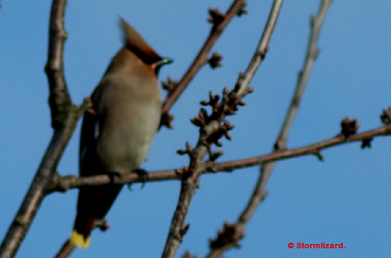 Bohemian Waxwing (Bombycilla garrulus) 01 M20