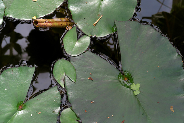 IMG 4920-001-Water Lilies