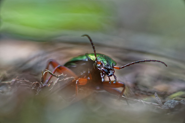 18.05.26 Burgwald 4760