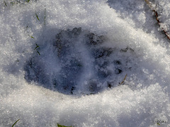 Badger print