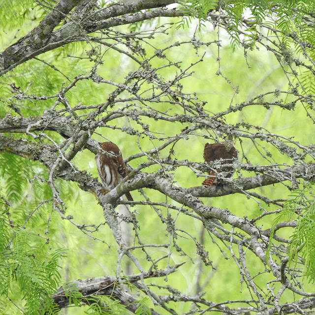 Day 5, Ferruginous Pygmy-Owl pair, King Ranch